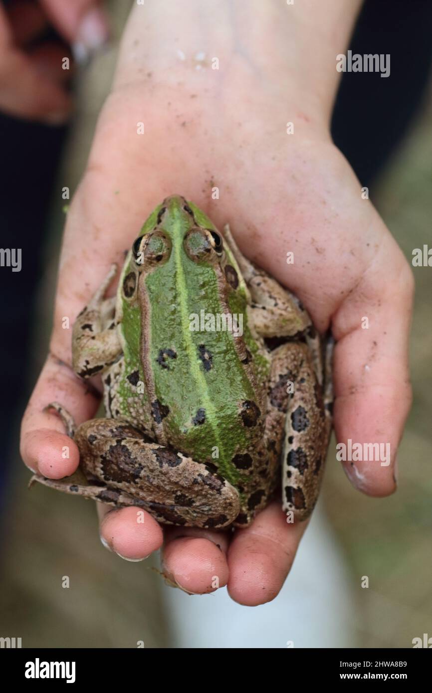 Hand hält einen Perez`s Frosch. Stockfoto